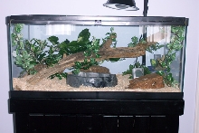 Everglades Rat Snake Cage Currently
