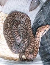 Granite Burmese