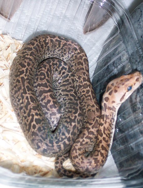 Granite Burmese