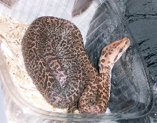 Granite Burmese