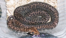 Granite Burmese