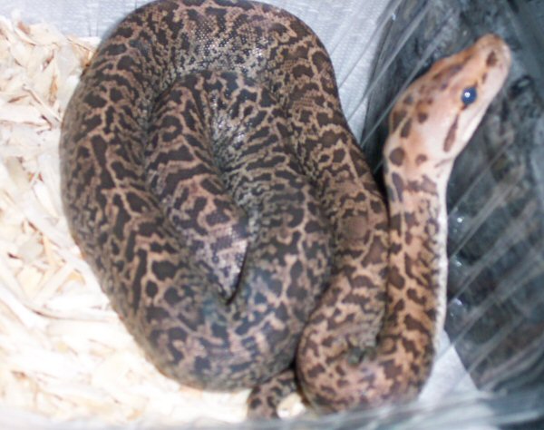 Granite Burmese