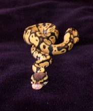 05 Lemon Pastel