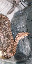 Granite Burmese