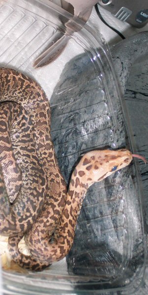 Granite Burmese