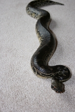 Sumatran Short-tailed Python - Ninja