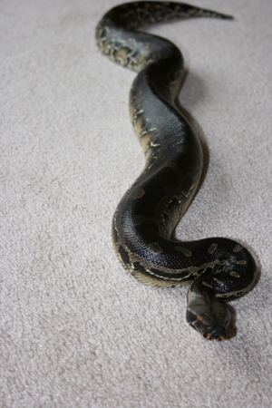 Sumatran Short-tailed Python - Ninja