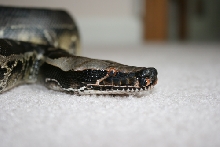 Sumatran Short-tailed Python - Ninja