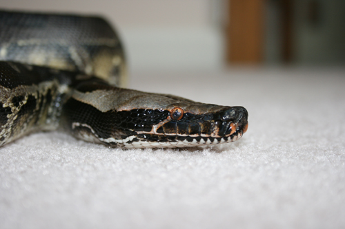 Sumatran Short-tailed Python - Ninja
