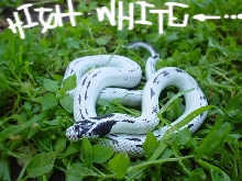 High White