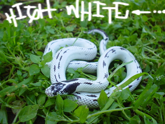 High White