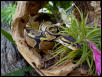 Ball Python