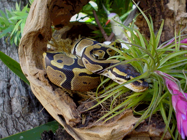 Ball Python