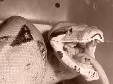 redtail boa