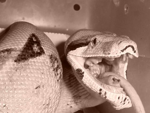 redtail boa