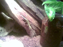 striped skink