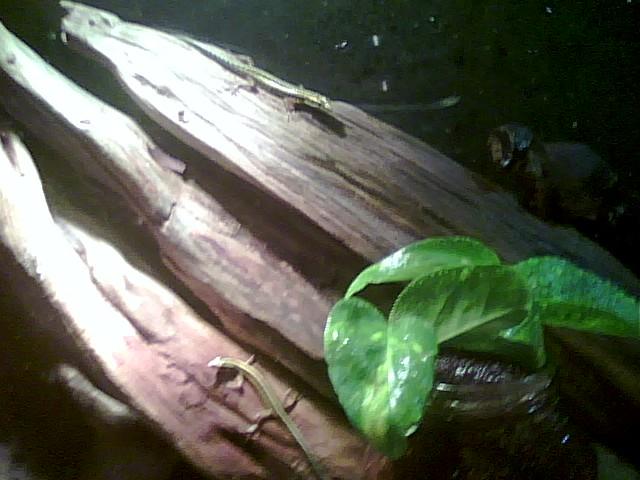 Asian striped skinks