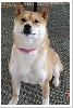 Sheeba sitting pretty