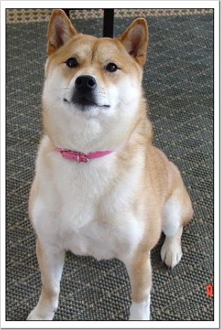Sheeba sitting pretty