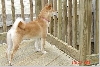 Sheeba guarding the house
