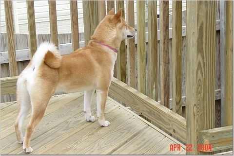 Sheeba guarding the house