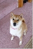 Sheeba 2