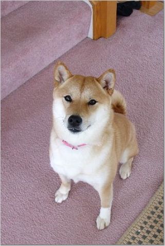 Sheeba 2