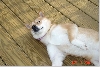 Sunbathing Sheeba