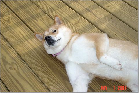 Sunbathing Sheeba