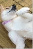 Sunbathing Sheeba-closeup