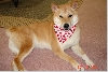 Sheeba back from grooming