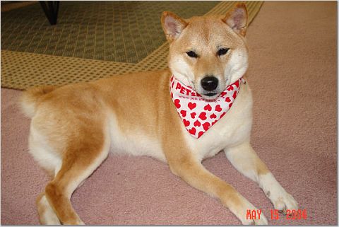 Sheeba back from grooming