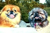 Abby and her friend Dalton the pekingnese.