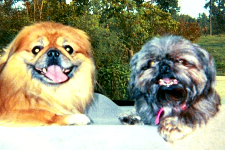 Abby and her friend Dalton the pekingnese.