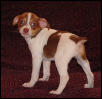 Toy Rat Terrier-Amber