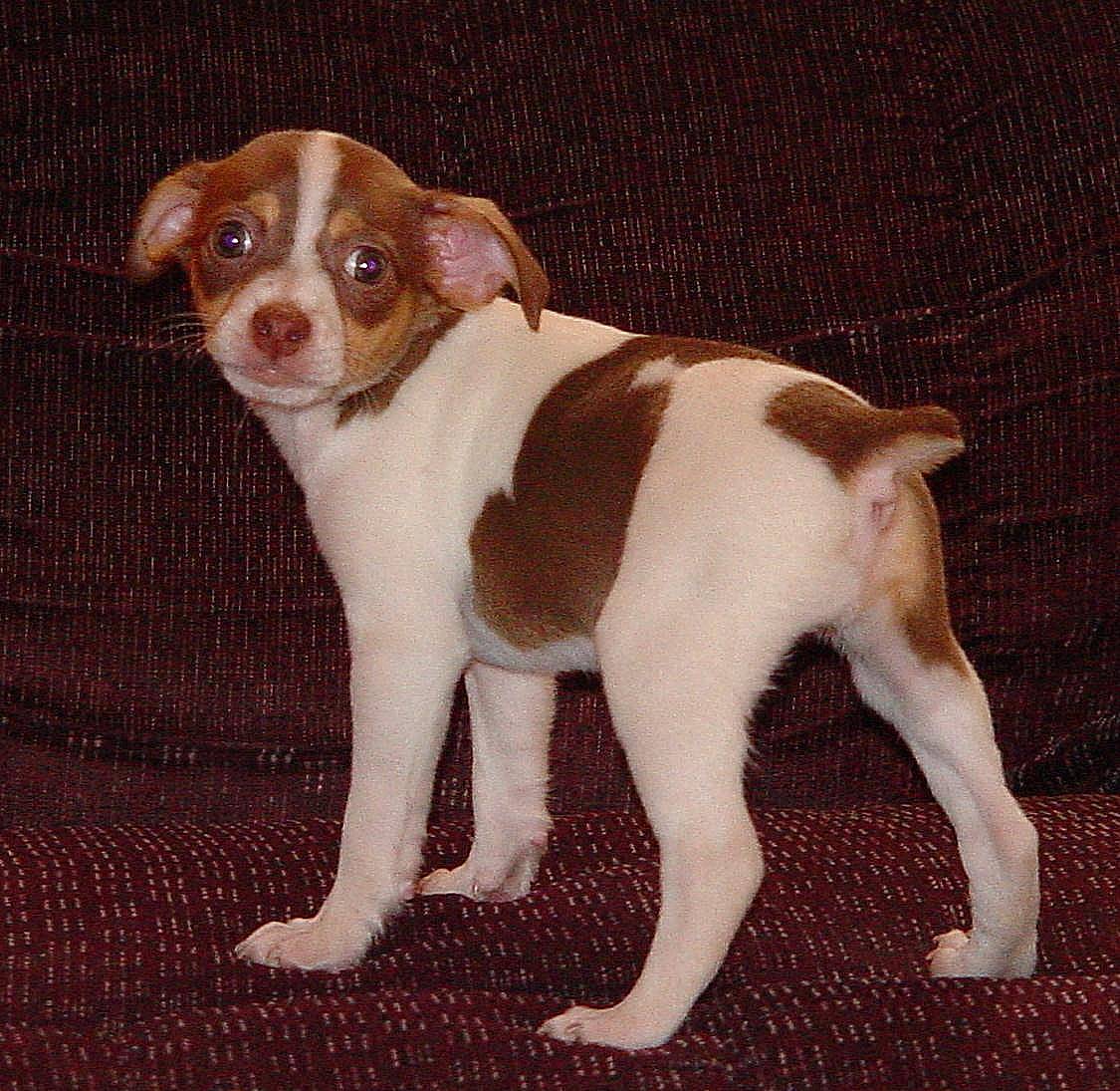 Toy Rat Terrier-Amber