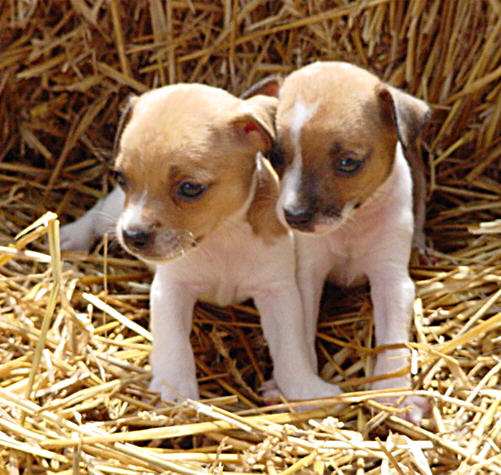 Betys Red N White Pups