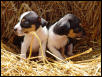 Betsys Tri colored PUPS