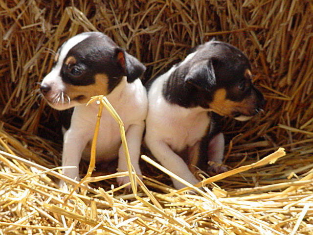 Betsys Tri colored PUPS