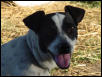 Becca, Toy Rat Terrier