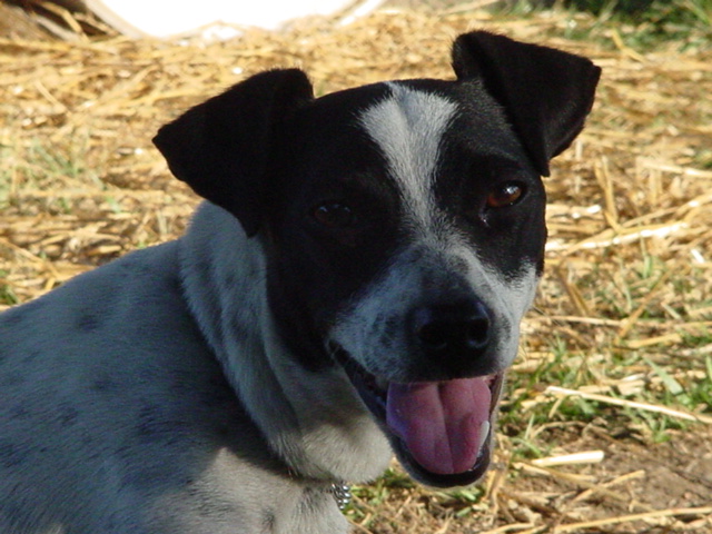 Becca, Toy Rat Terrier