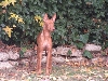 Elliott 6 mo. puppy pic