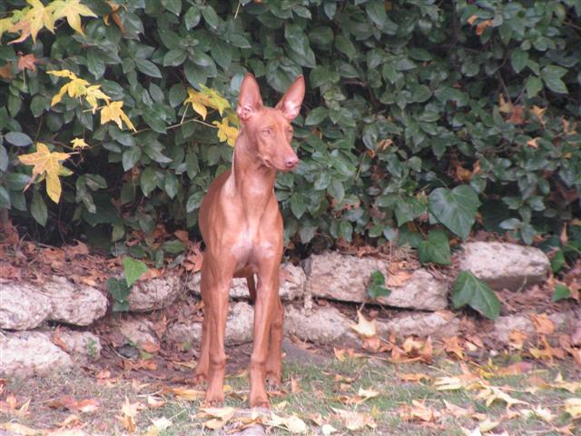 Elliott 6 mo. puppy pic