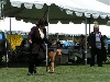 Jayme and Apollo