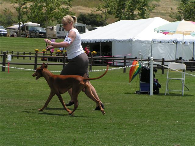 Faraoh Anubis Ikaros "Plupp"