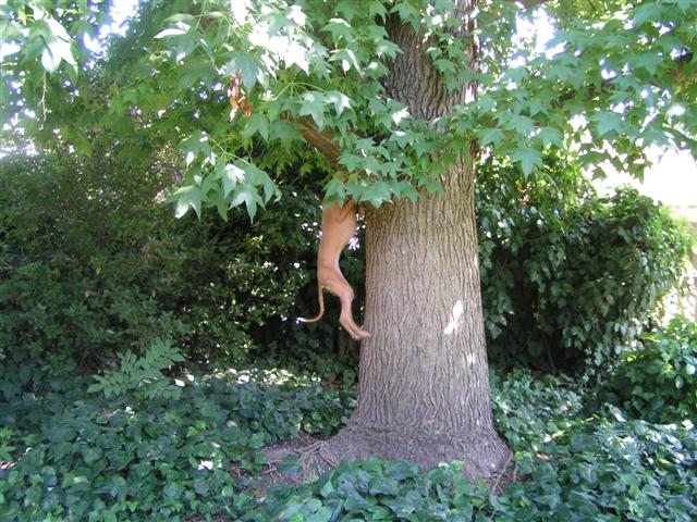 Penny jumping for squirrels