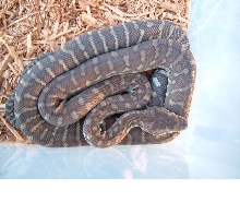 Bredli about to shed