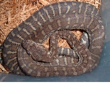 Bredli in shed (with flash)
