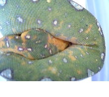 Another Biak shot