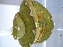 Another biak pic